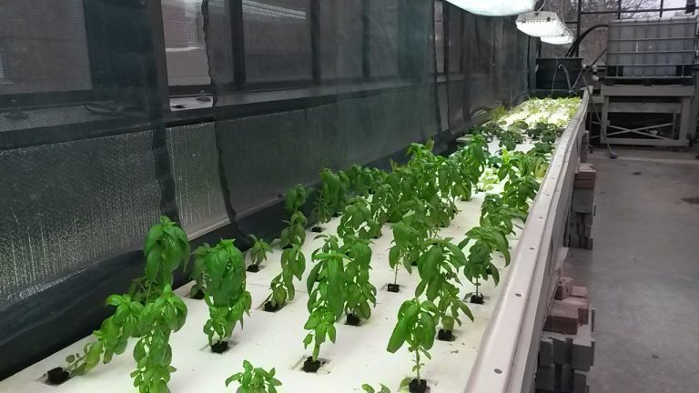 The Future of Food at Sir Guy Carleton Secondary School