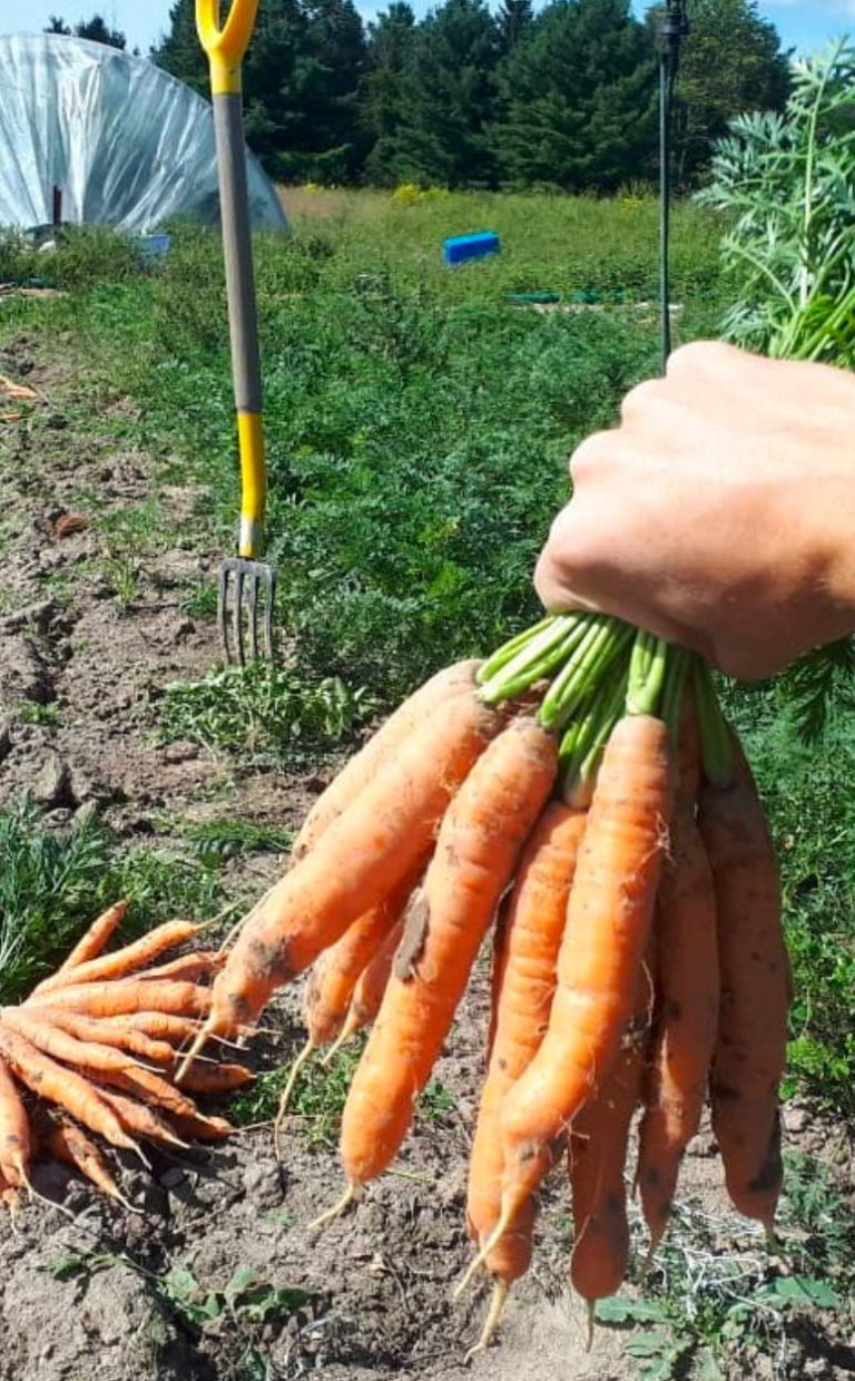 covid safe food programs 2021 ottawa